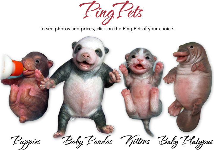 ping lau puppies
