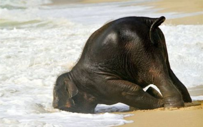 drunk-elephant